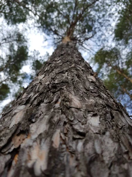 Trädstam Mot Blå Himmel — Stockfoto