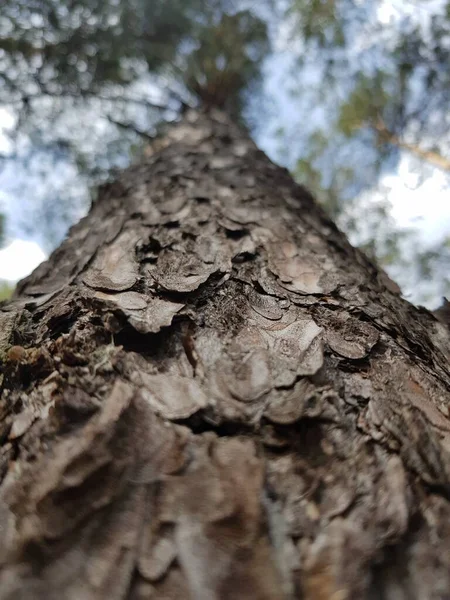 Bark Ett Tallar — Stockfoto