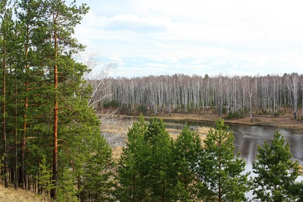 Trees grow on the river bank