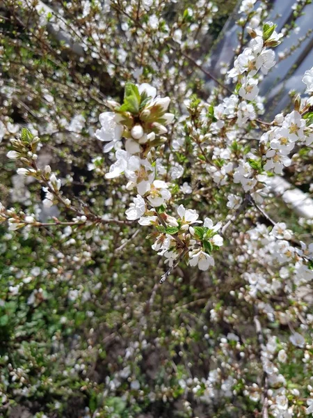 Białe Kwiaty Wiśni Gałęzi — Zdjęcie stockowe