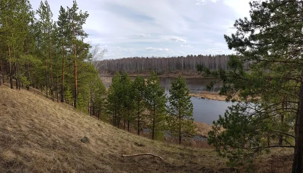 Träd Växer Flodstranden — Stockfoto