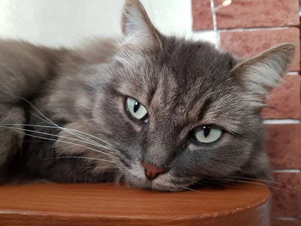 Серый Кот Зелеными Глазами — стоковое фото