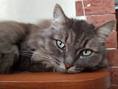 yeşil gözlü gri kedi