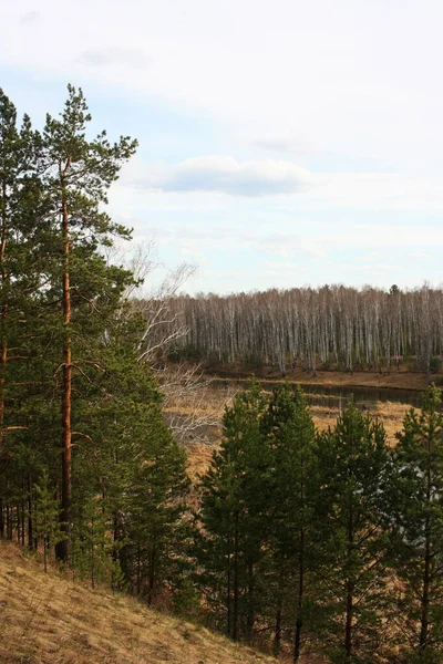 Nehrin kıyısında ağaçlar yetişir.