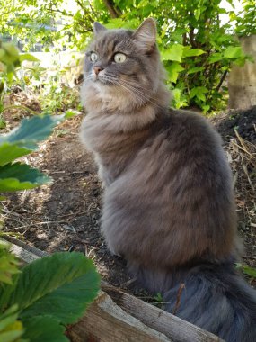 Gri kedi çimenlerde oturuyor