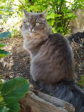 Gri kedi çimenlerde oturuyor