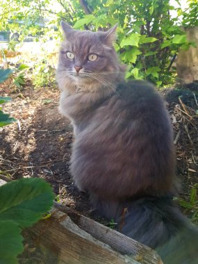 Gri kedi çimenlerde oturuyor