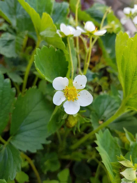 Fehér Virágok Eperbokrokon — Stock Fotó