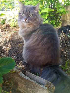 Gri kedi çimenlerde oturuyor