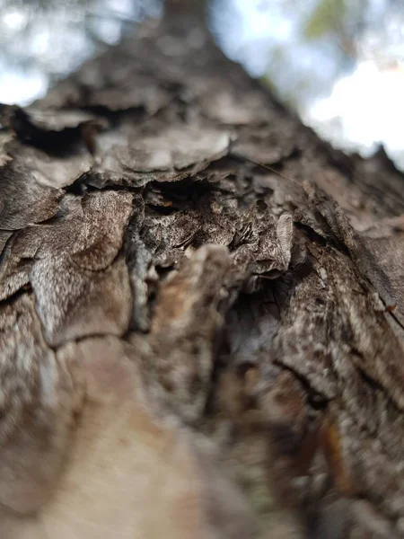 松树树干上的树皮 — 图库照片