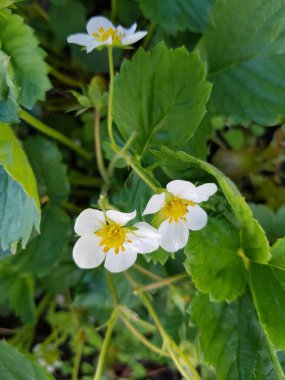 Çilek çalılarının üzerinde beyaz çiçekler