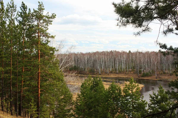 Дерева Ростуть Біля Річки — стокове фото