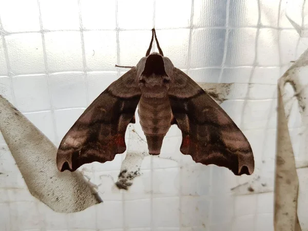 Night Moth Window — Stock Photo, Image