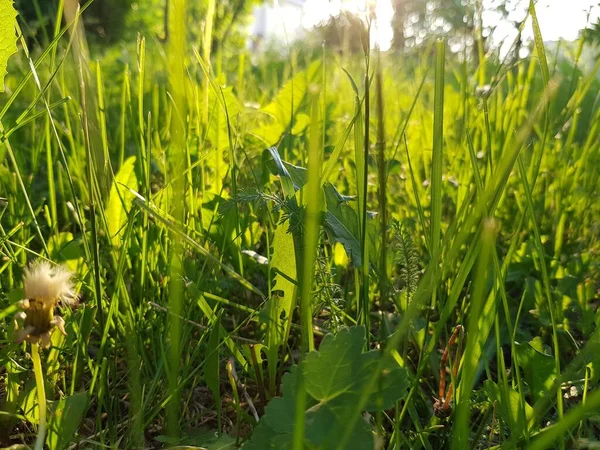 Grünes Gras Der Abendsonne — Stockfoto