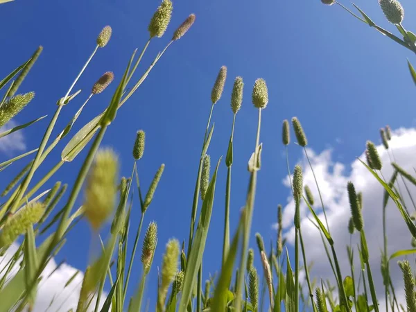 Hierba Verde Contra Cielo Azul —  Fotos de Stock