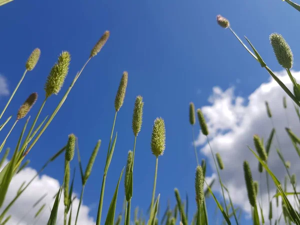 Hierba Verde Contra Cielo Azul —  Fotos de Stock