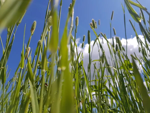 Hierba Verde Contra Cielo Azul —  Fotos de Stock