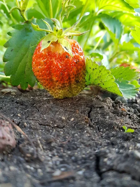 Rote Beeren Erdbeeren Auf Einem Zweig — Stockfoto