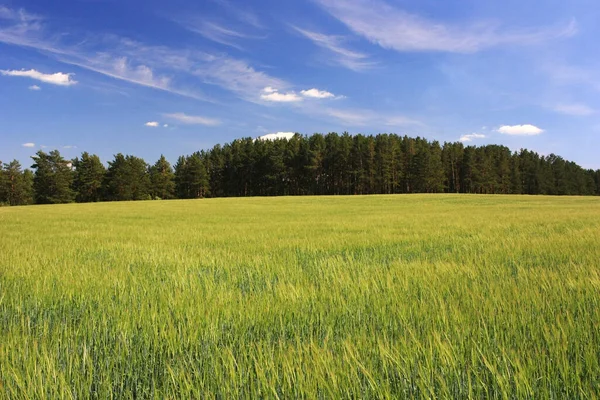 Germogli Segale Verde Nel Campo — Foto Stock