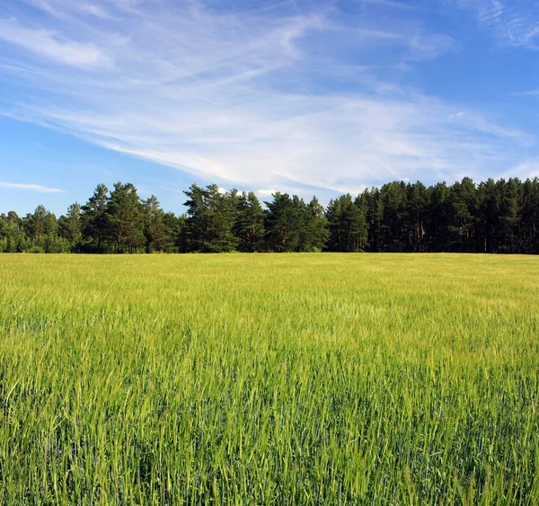 Brotos Centeio Verde Campo — Fotografia de Stock