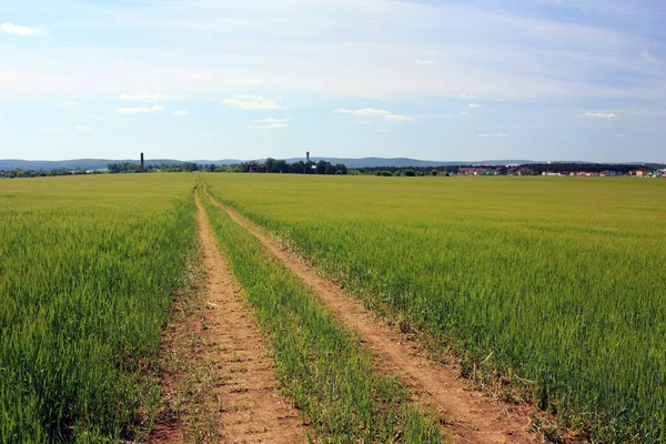 Chemin Terre Dans Champ Vert — Photo