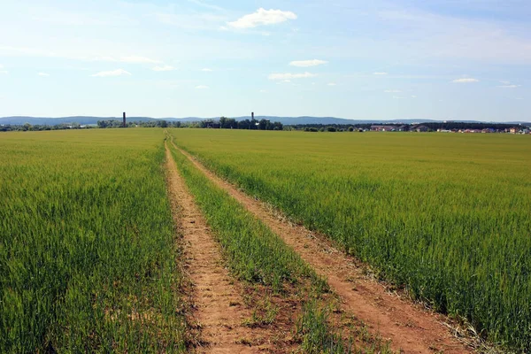 Chemin Terre Dans Champ Vert — Photo