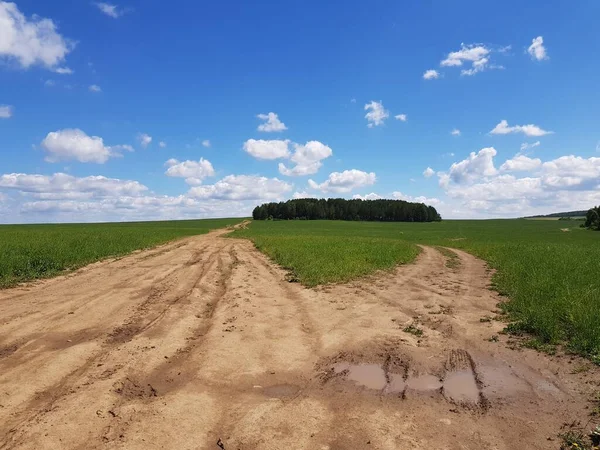 Yeşil Bir Tarlada Toprak Yol — Stok fotoğraf