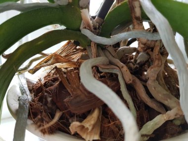 Orkide çiçeğinin kökleri.