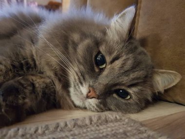 yeşil gözlü gri kedi