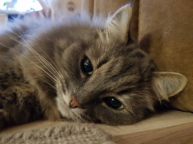 yeşil gözlü gri kedi