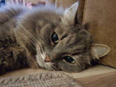 yeşil gözlü gri kedi