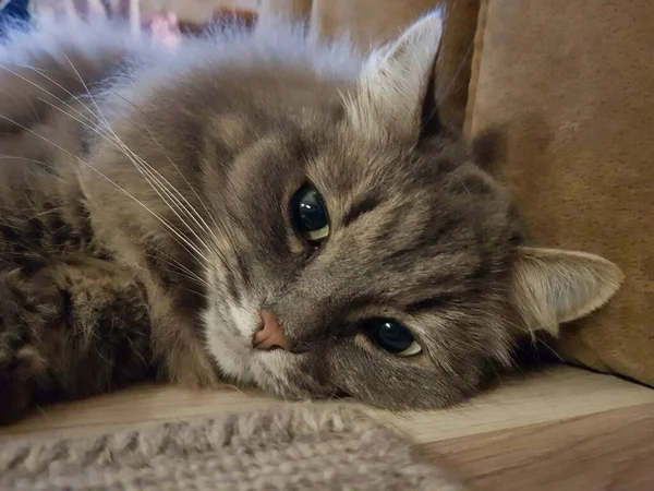 Gato Gris Con Ojos Verdes —  Fotos de Stock