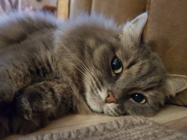 yeşil gözlü gri kedi