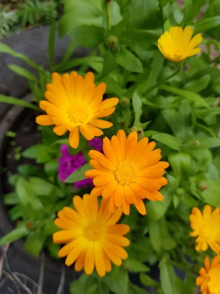 Fleurs Jaunes Souci Dans Jardin — Photo