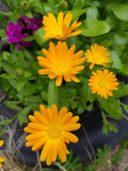 Fleurs Jaunes Souci Dans Jardin — Photo