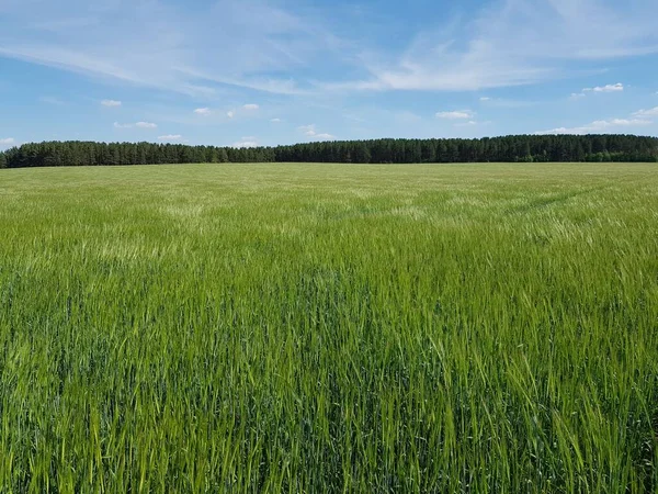 Hojas Verdes Trigo Campo — Foto de Stock