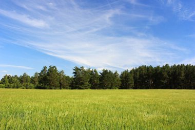 Tarlada yeşil buğday kulakları