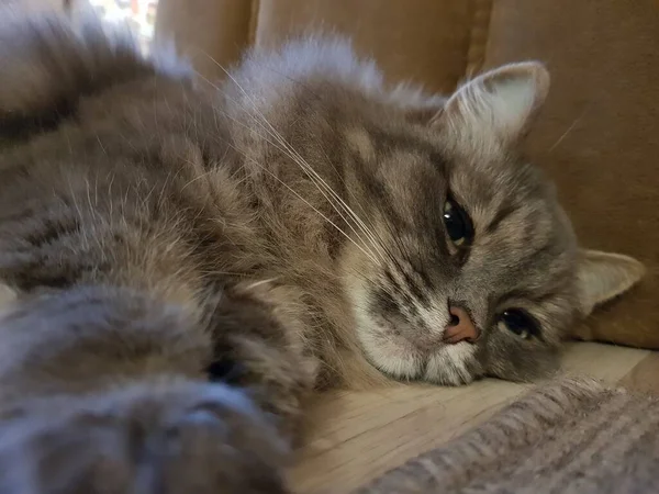 Gato Gris Con Ojos Verdes —  Fotos de Stock