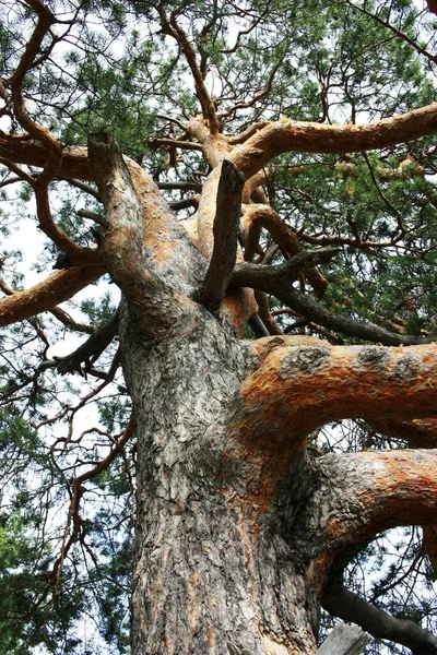松树树干 有分枝 — 图库照片