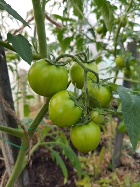 Bir dalda yeşil domates