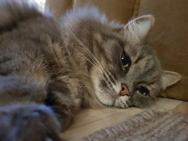 緑の目をした灰色の猫 — ストック写真