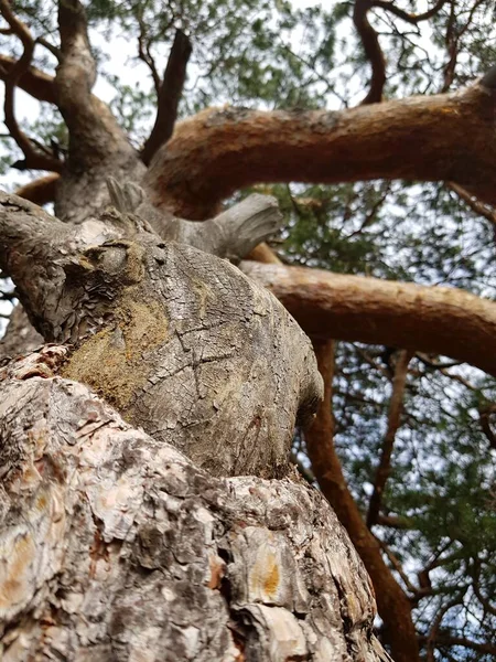 Pine Tree Trunk Branches — Stock Photo, Image