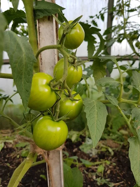 Πράσινες Ντομάτες Κλαδί — Φωτογραφία Αρχείου