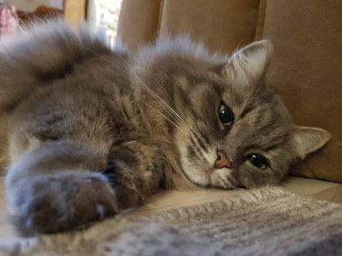 yeşil gözlü gri kedi