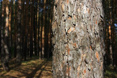 Çam ağacına havla
