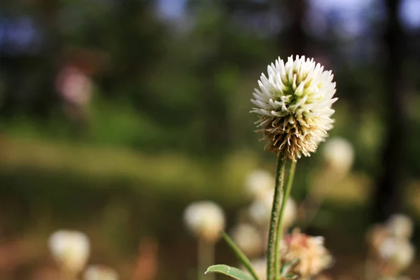 Fehér Virág Egy Zöld Száron — Stock Fotó