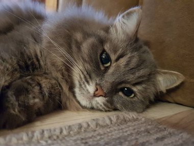 yeşil gözlü gri kedi