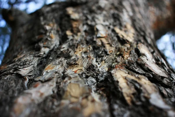 Corteza Tronco Árbol Viejo —  Fotos de Stock