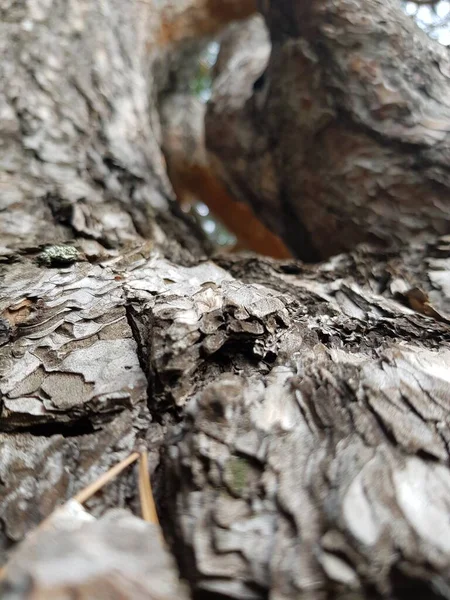 Corteza Tronco Árbol Viejo — Foto de Stock