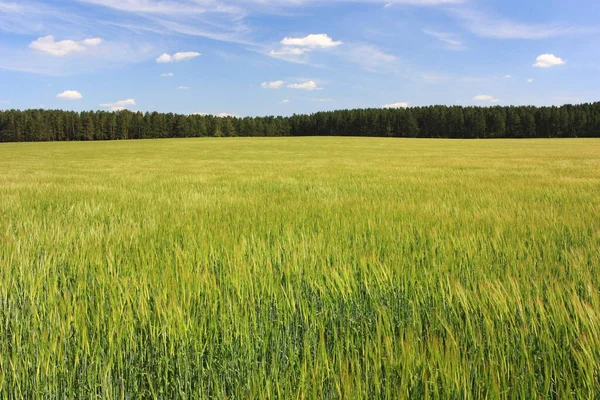 Zelené Pole Pšeničných Uší — Stock fotografie